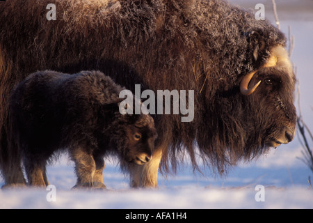 Le bœuf musqué Ovibos moschatus vache et veau nouveau-né sur la plaine côtière de l'Arctique central Versant Nord de la chaîne de Brooks en Alaska Banque D'Images