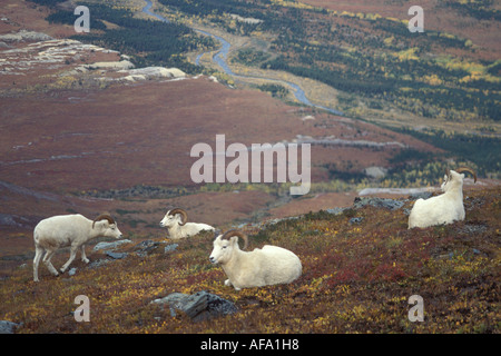 Dall Ovis dalli rams en couleurs d'automne sur le mont Margaret Denali National Park de l'intérieur de l'Alaska Banque D'Images