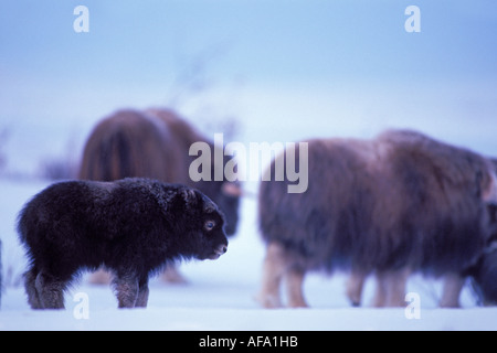 Le bœuf musqué Ovibos moschatus veau nouveau-né sur la plaine côtière de l'Arctique central Versant Nord de la chaîne de Brooks en Alaska Banque D'Images