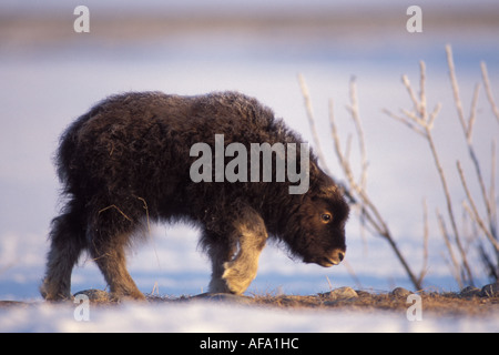 Le bœuf musqué Ovibos moschatus veau nouveau-né sur la plaine côtière de l'Arctique central Versant Nord de la chaîne de Brooks en Alaska Banque D'Images