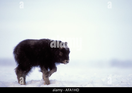 Le bœuf musqué Ovibos moschatus veau nouveau-né sur la plaine côtière de l'Arctique central Versant Nord de la chaîne de Brooks en Alaska Banque D'Images