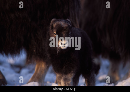 Le bœuf musqué Ovibos moschatus veau nouveau-né sur la plaine côtière de l'Arctique central Versant Nord de la chaîne de Brooks en Alaska Banque D'Images