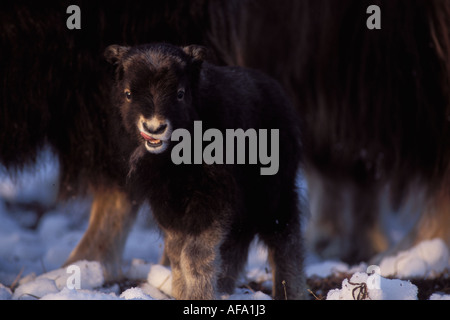 Le bœuf musqué Ovibos moschatus veau nouveau-né sur la plaine côtière de l'Arctique central Versant Nord de la chaîne de Brooks en Alaska Banque D'Images