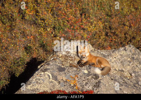 Le renard roux Vulpes vulpes reposant sur un rocher, le centre de l'inclinaison de la Brooks Range l'Alaska arctique Banque D'Images