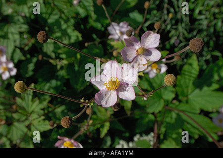 Close up semi de couleur rose pâle avec Anémone japonaise calice jaune entourée d'autres fleurs et les têtes de graine Perthshire Banque D'Images