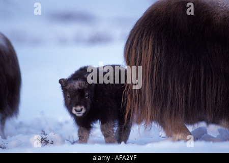 Le bœuf musqué Ovibos moschatus veau nouveau-né derrière sa mère la plaine côtière arctique central Versant Nord de la chaîne de Brooks en Alaska Banque D'Images