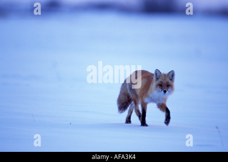 Le renard roux Vulpes vulpes le long de la côte arctique 1002 plaine côtière de l'Arctic National Wildlife Refuge en Alaska Banque D'Images