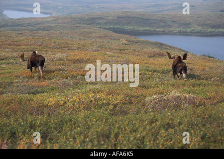 Moose Alces alces paire de taureaux avec de grands bois de velours à l'intérieur du parc national de Denali en Alaska Banque D'Images