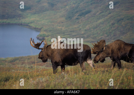 Moose Alces alces paire de taureaux avec de grands bois de velours à l'intérieur du parc national de Denali en Alaska Banque D'Images