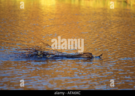 Le Castor Castor canadensis nage avec une branche de saule dans une bouilloire étang Denali National Park l'intérieur de l'Alaska Banque D'Images