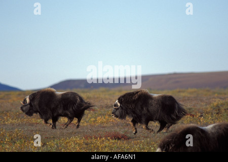 Paire de bœuf musqué Ovibos moschatus se poursuivent sur la plaine côtière de l'Arctique central Versant Nord de la chaîne de Brooks en Alaska Banque D'Images