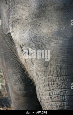 Éléphant Éléphant juvénile Centre d'élevage en captivité de Chitwan Népal Banque D'Images