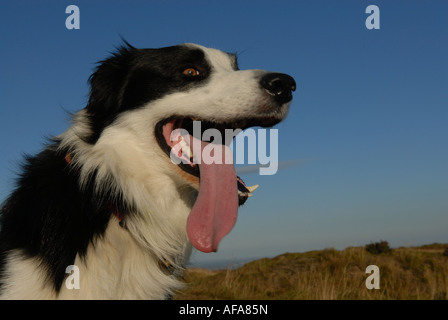 Hot dog Border Collie avec langue hanging out Banque D'Images