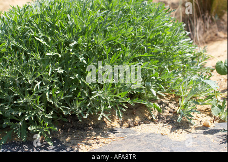 Tournesol (laineux commun Eriophyllum lanatum) Banque D'Images