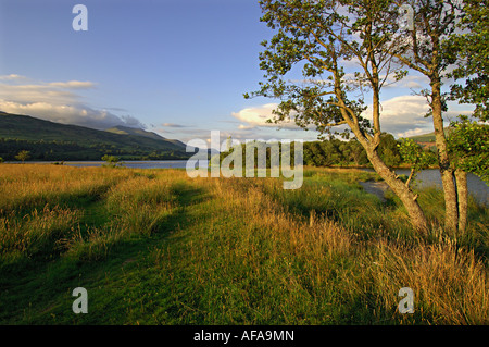 Soir d'été sur les rives du Loch Tay avec lumière douce sur les arbres et l'eau les herbes des collines près de Sco Perthshire Killin Banque D'Images