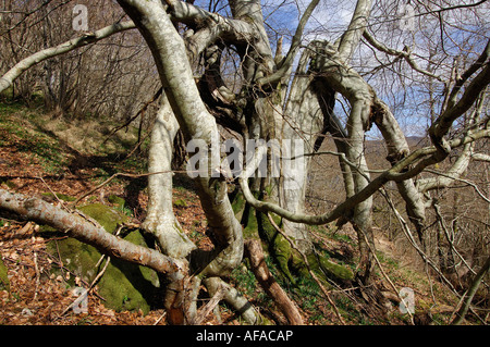 Un ancien hêtre noueux et embrouillé avec son tronc est divisé par la foudre dans le Perthshire Killin près de bois sauvage Banque D'Images