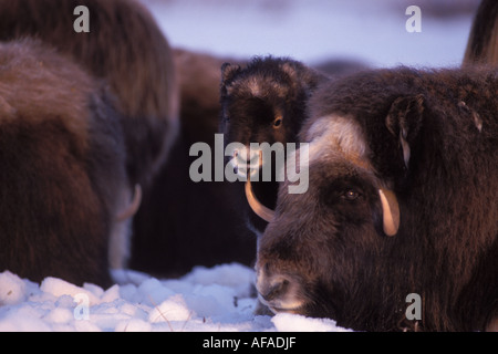 Le bœuf musqué Ovibos moschatus veau nouveau-né avec des mères corne il sa bouche plaine côtière arctique central Alaska North Slope Banque D'Images