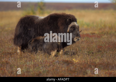 Le bœuf musqué Ovibos moschatus et vache veau nouveau-né soins infirmiers sur la plaine côtière de l'Arctique central Alaska North Slope Banque D'Images