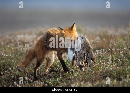 Le renard roux Vulpes vulpes avec une oie dans sa bouche le centre de versant nord de la chaîne de Brooks l'Alaska arctique Banque D'Images