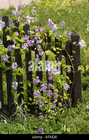 Bleu pâle idyllique clematis la viticulture sur la clôture de jardin en bois Banque D'Images
