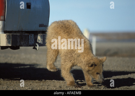 Ours brun Ursus arctos Ours brun Ursus horribils sautant hors d'une camionnette après la recherche d'aliments de Prudhoe Bay en Alaska Banque D'Images