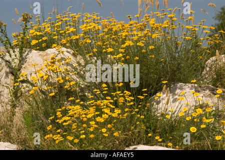 Fleurs d'éneezeweed communes jaune vif, Asteraceae Helenium autumnale Pumilum Magnificum, fleurissant parmi les rochers dans un champ ensoleillé. Banque D'Images