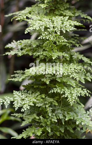 Fougère Lygodium japonicum escalade japonais Banque D'Images