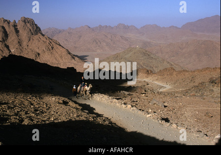 L'Égypte Sint Katherine, désert du Sinaï, l'assis sur la marche de chameau au haut du mont Sinaï Banque D'Images