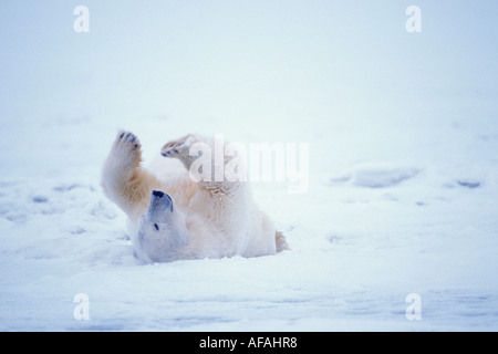 Ours blanc Ursus maritimus rouler sur la banquise 1002 Domaine de l'Arctic National Wildlife Refuge en Alaska Banque D'Images