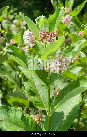 Asclépias syriaca (Asclepias syriaca) en fleurs avec des grappes de fleurs blanc rosé et de grandes feuilles vertes. Trouvé aux États-Unis, en Afrique et en Europe. Banque D'Images