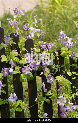 Bleu pâle idyllique clematis la viticulture sur la clôture de jardin en bois Banque D'Images