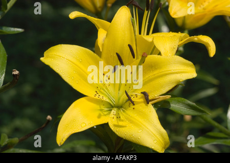 Gros plan d'une fleur de rosita (Lilium) jaune vif avec des gouttelettes d'eau sur des pétales, sur un fond vert doux. Banque D'Images
