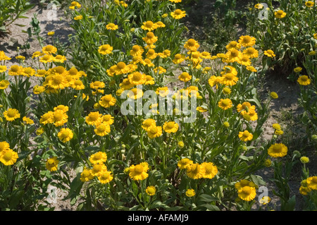 Fleurs jaunes vibrantes de l'éneezeweed commune Asteraceae Helenium autumnale Pumilum Maginficum fleurissant dans un jardin. Fond de nature florale. Banque D'Images