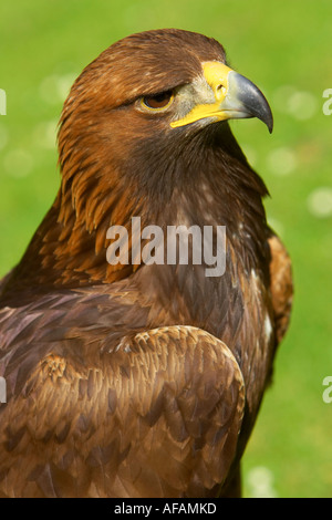 Golden Eagle Headshot closeup Banque D'Images