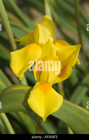 Afrique du Sud jaune Iris Moraea Spathulata Banque D'Images
