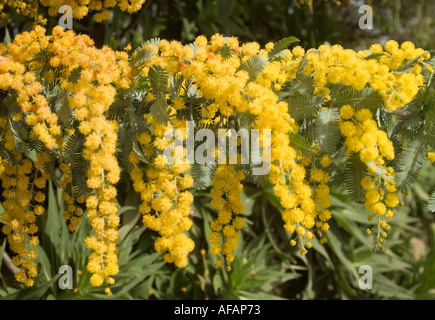 Fleurs jaunes de l'Acacia Acacia baileyana Merimbula Banque D'Images