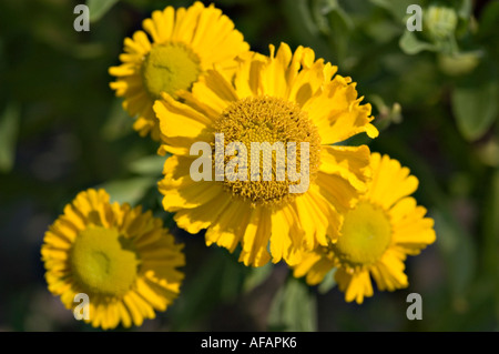 Gros plan de fleurs d'éneezeweed communes jaunes, Helenium autumnale Pumilum Maginficum, fleurissant dans un jardin ensoleillé. Banque D'Images