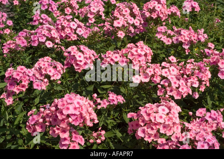 Gros plan de fleurs hybrides Phlox Phlox paniculata roses fleurissant dans un jardin au feuillage vert. Banque D'Images