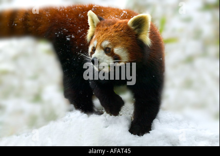 Le panda rouge sur la neige de la réserve de Wolong dans la province du Sichuan, Chine Panda Banque D'Images