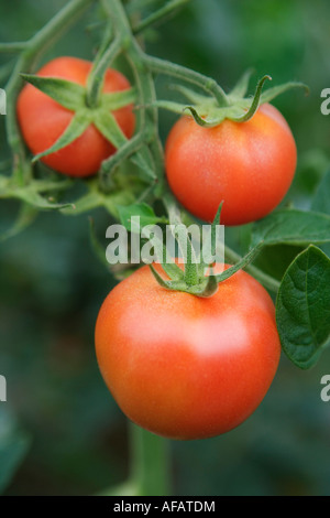Les tomates qui poussent dans une serre de verre sur trellis s dans le parc sur l'Île Djurgarden Stockholm Suède Banque D'Images