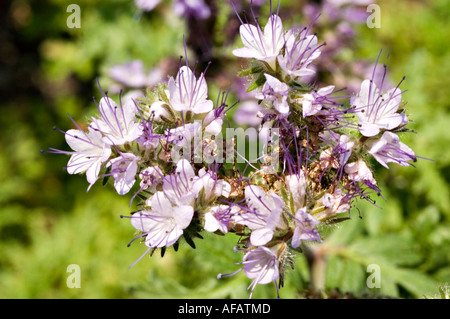 Fleurs violettes claires de Lacy Phacelia (Phacelia tanacetifolia). Gros plan des fleurs de lacey phacelia, Hydrophyllaceae, Europe et Amérique du Nord. Banque D'Images