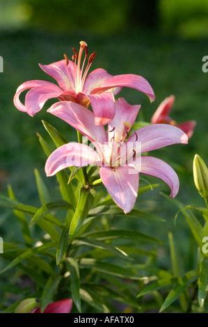 Gros plan de fleurs de lys roses violets (Liliaceae Lilium) dans un jardin. De belles fleurs de lis de jour avec des feuilles vertes et des pétales délicats. Banque D'Images