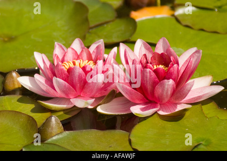 Fleurs blanches rouges de nénuphar poussant dans étang Nymphea, entourées de nénuphars verts vibrants à la surface de l'eau. Banque D'Images