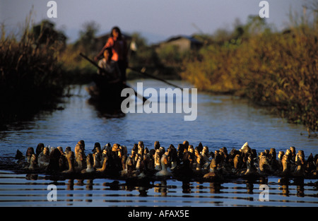 Canards du Lac Inle sur le lac Inle Banque D'Images