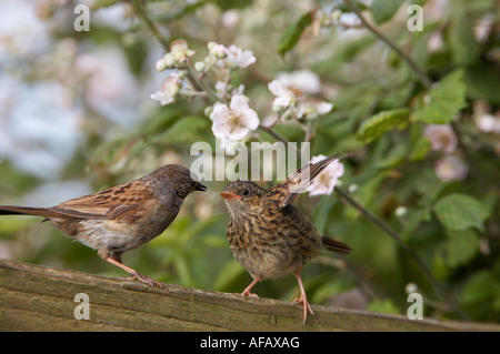 Alimentation nid oisillons (Prunella modularis) Banque D'Images