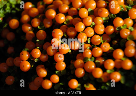 Nertera granadensis plante cordon de fruits Banque D'Images