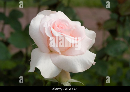 Gros plan d'une rose rose rose blanche Rosa Flamingo, une belle fleur de Rosaceae avec de délicats pétales fleurissant dans un jardin. Banque D'Images