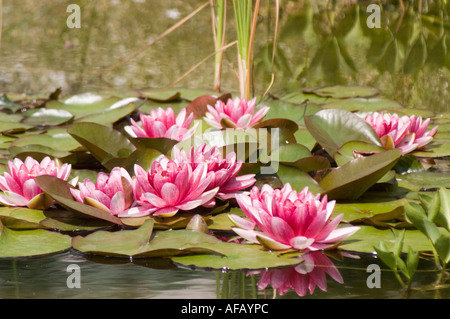 Belles fleurs rouges et blanches de nénuphar Nymphée fleurissant sur une surface d'étang avec des nénuphars verts. Banque D'Images