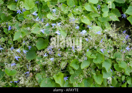 Campanulaceae campanula poscharskyana en fleurs, Slovénie. Feuillage vert dense et petites fleurs bleues en forme d'étoile dans un jardin. Banque D'Images