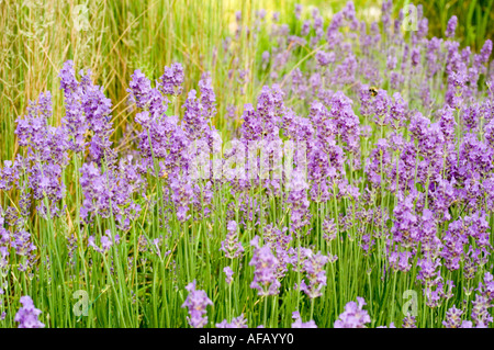 Fleurs violettes vibrantes de lavande anglaise fleurissant dans un champ de jardin ensoleillé, gros plan de fleurs violettes sur des tiges vertes. Banque D'Images